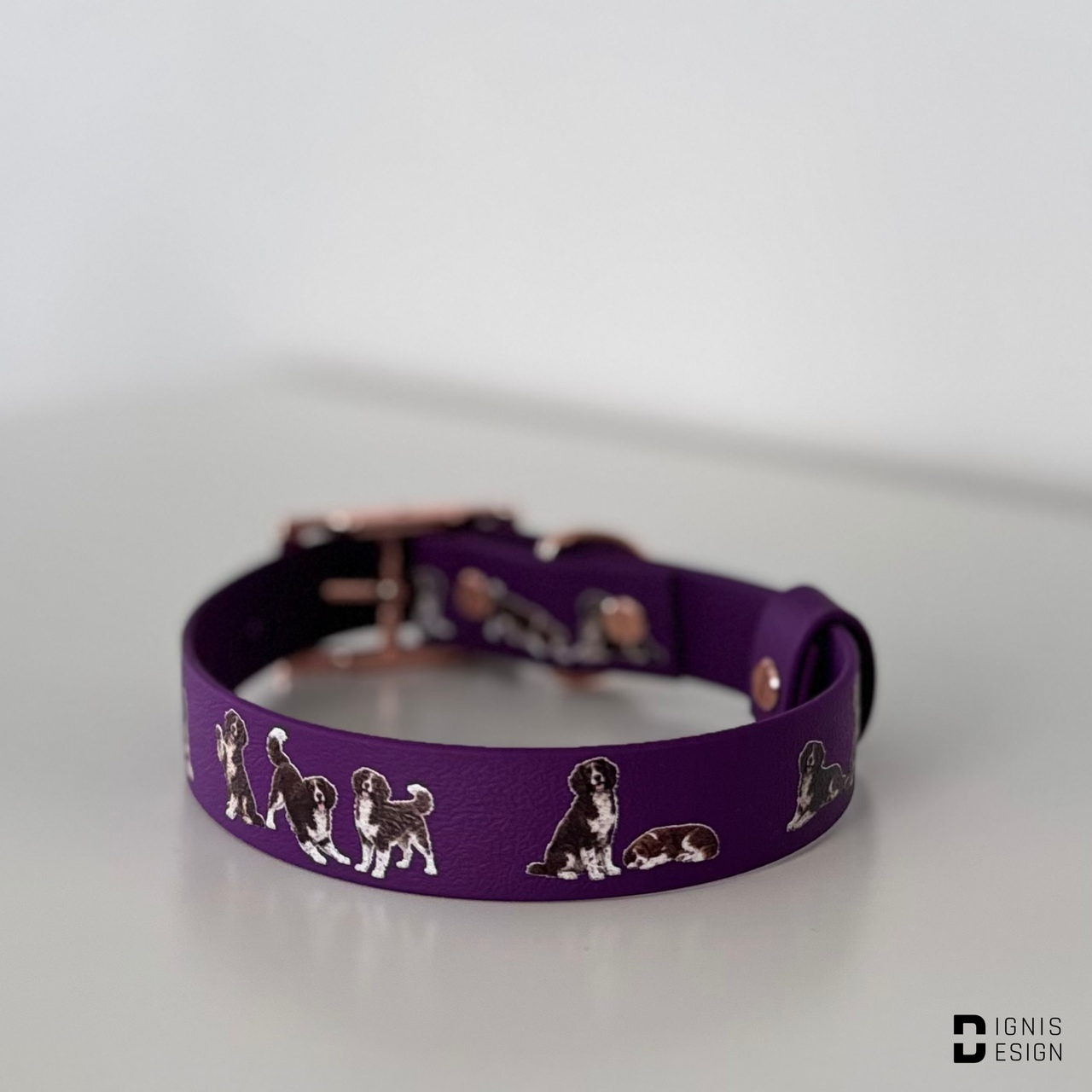 Dignis Dogs Płochacz niemiecki